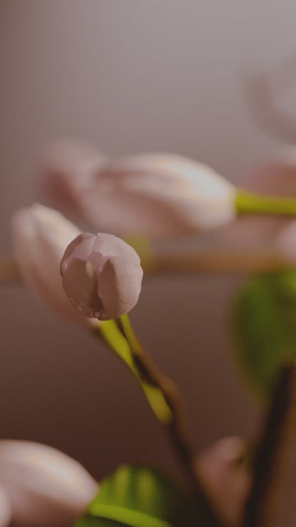 Lavender Palmarosa